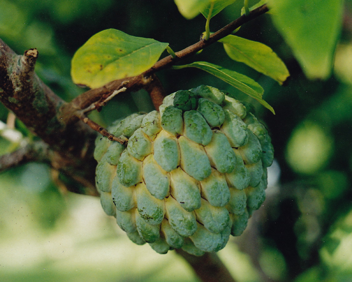 sweet sop